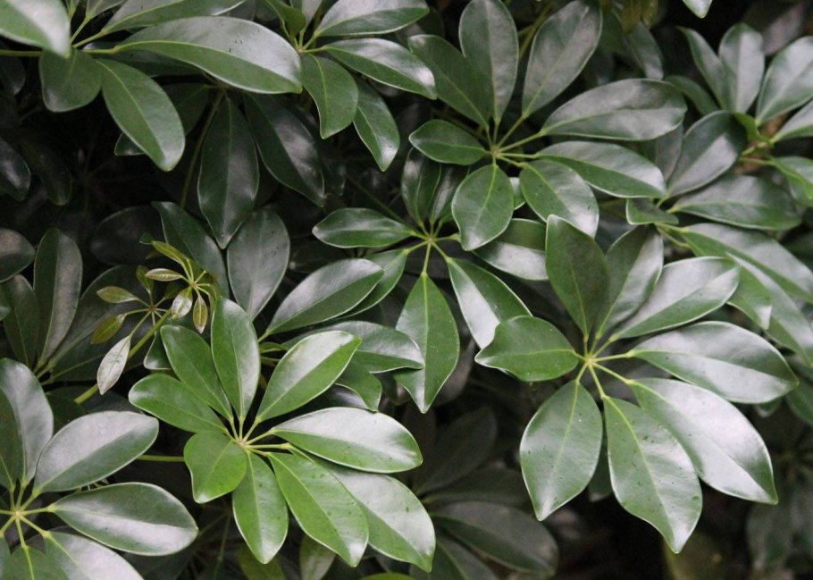 Алоказия Арма