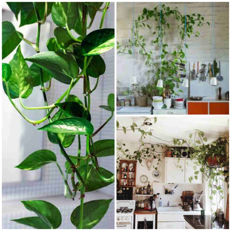 Цветы вьющиеся комнатные для кухни