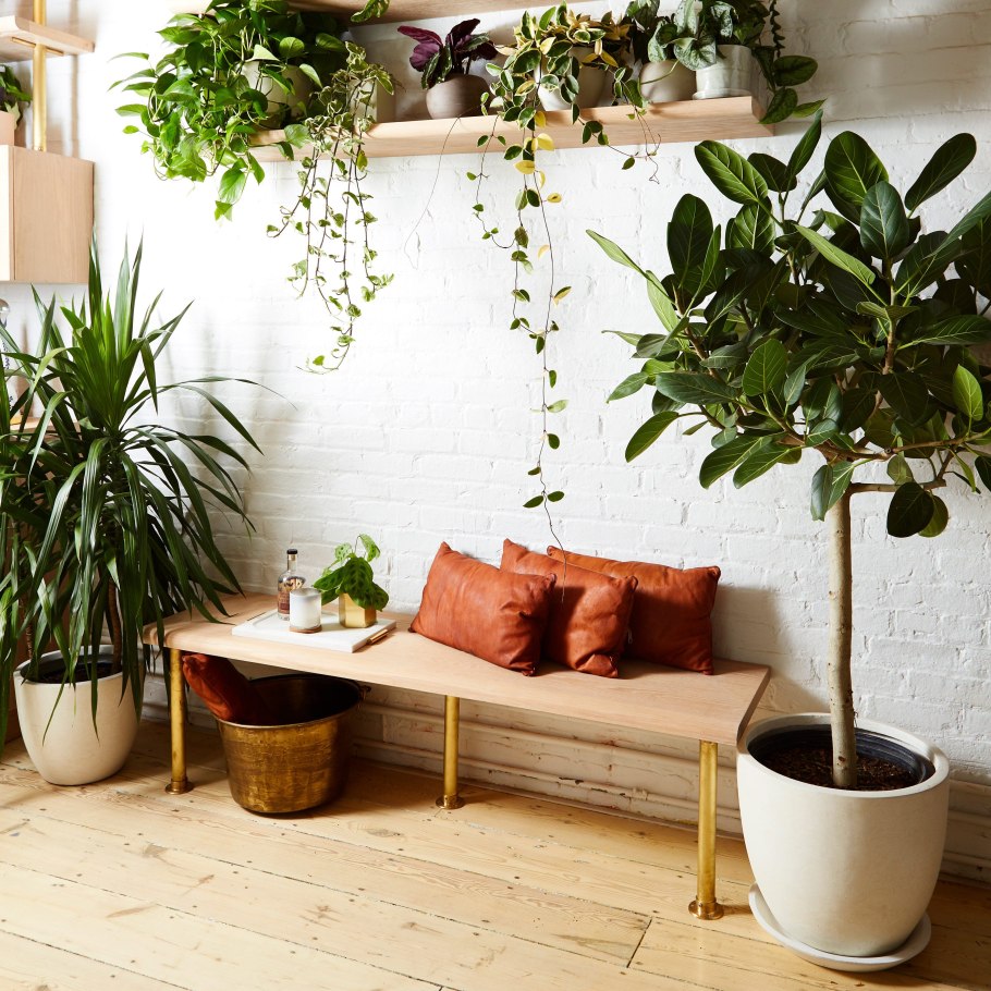 Комнатные растения для холодных помещений