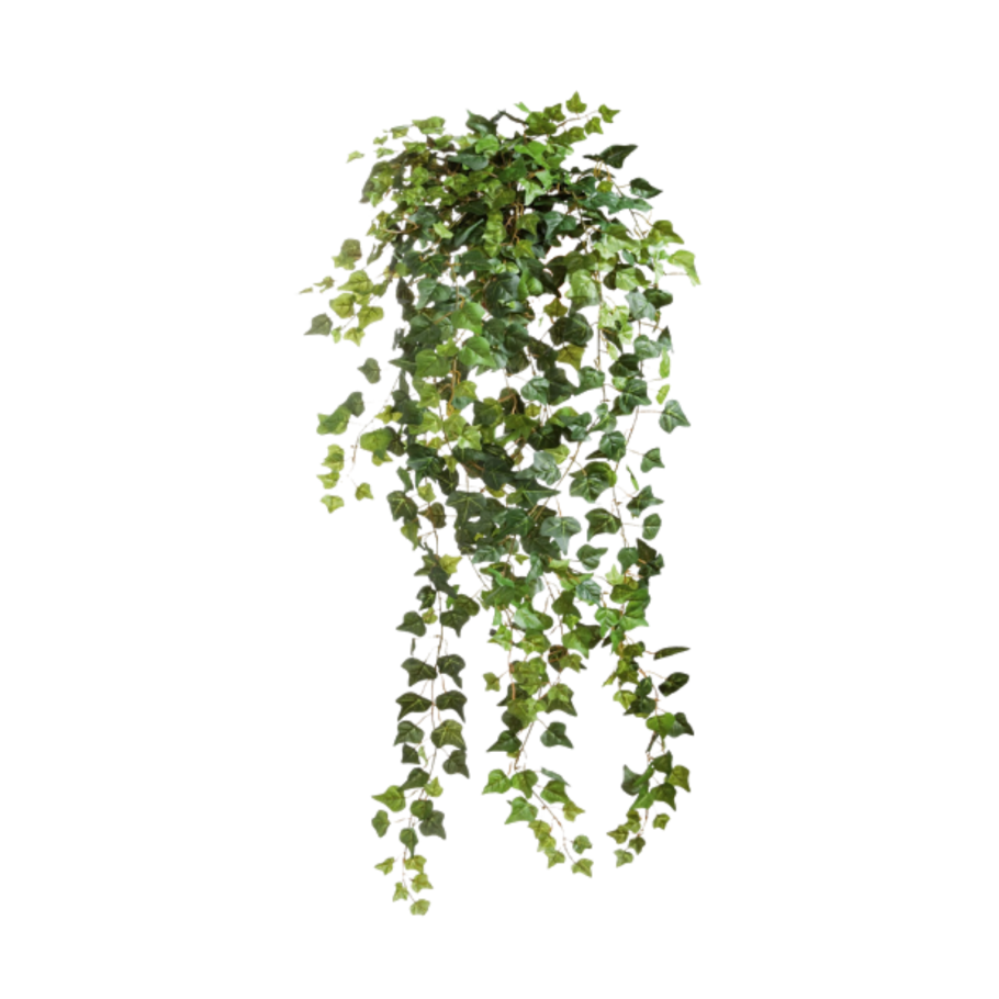 Комнатные растения на подоконнике