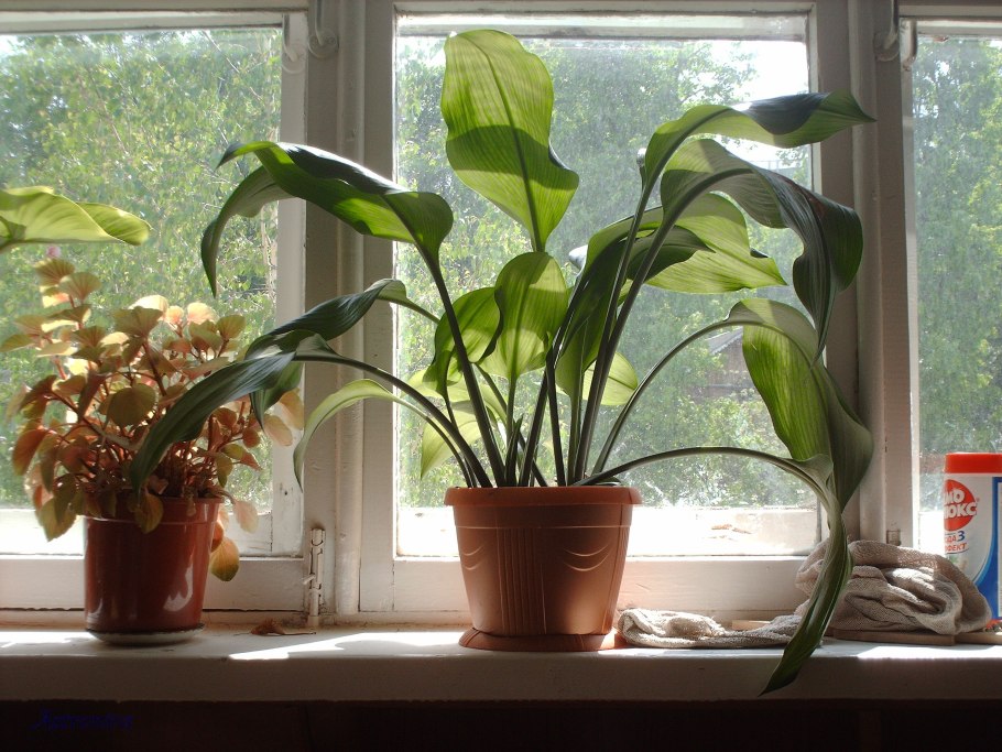 Плющ Хедера сорта