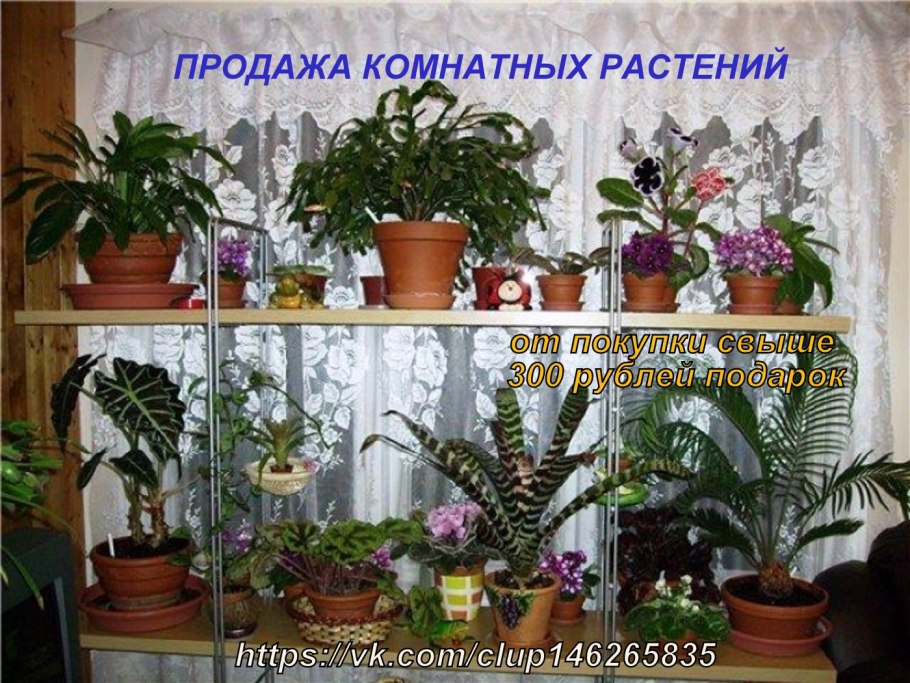 Калатея розеопикта