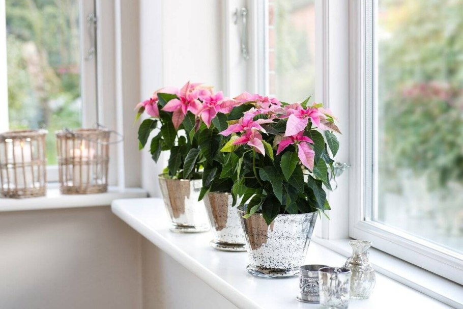 Цветы в горшках на подоконнике