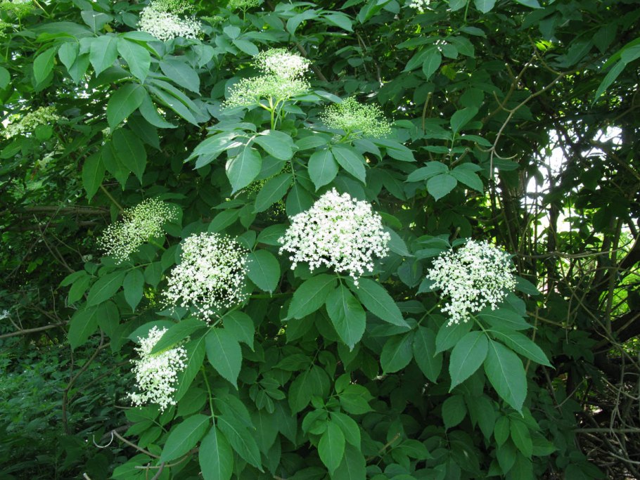 Бузина чёрная