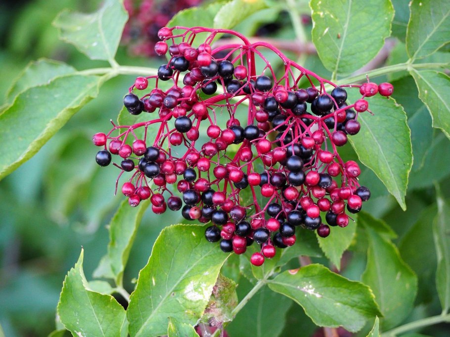 Бузина чёрная (Sambucus nigra l.)