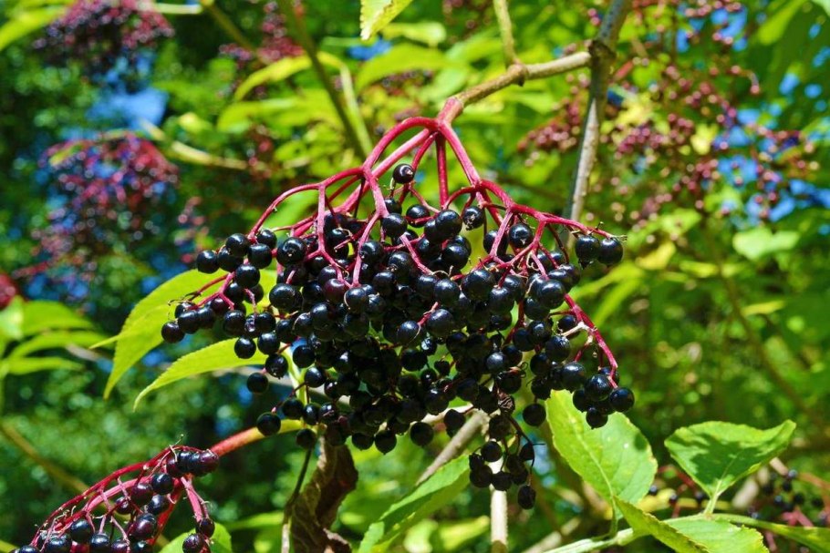 Бузина (Sambucus)