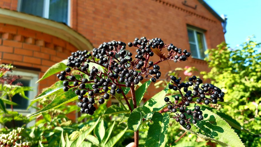 Бузина черная Хашберг