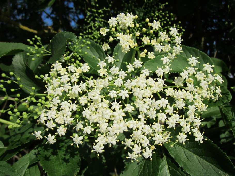 Цвет бузины черной