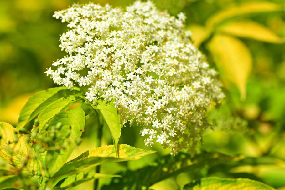 Sambucus ebulus