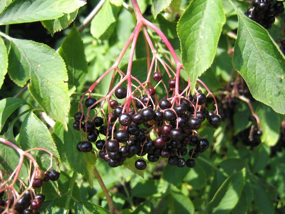 Sambucus ebulus