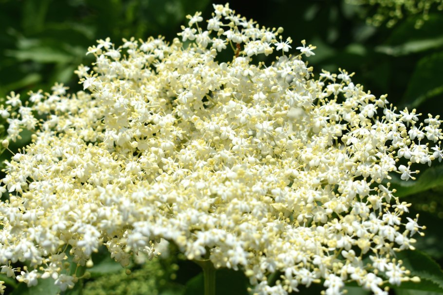 Бузина таволга