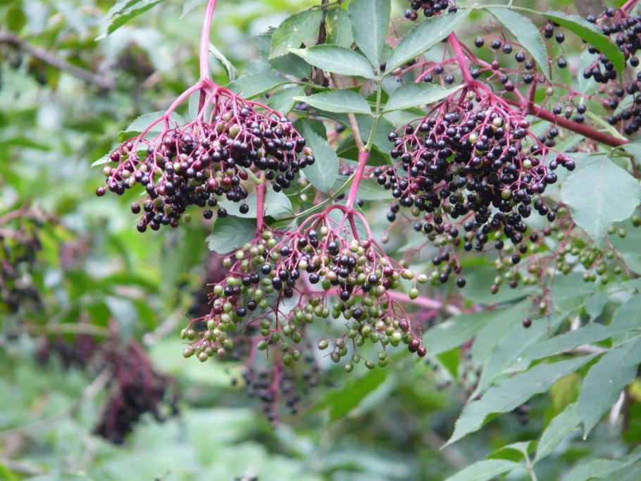 Бузина чёрная (Sambucus nigra l.)