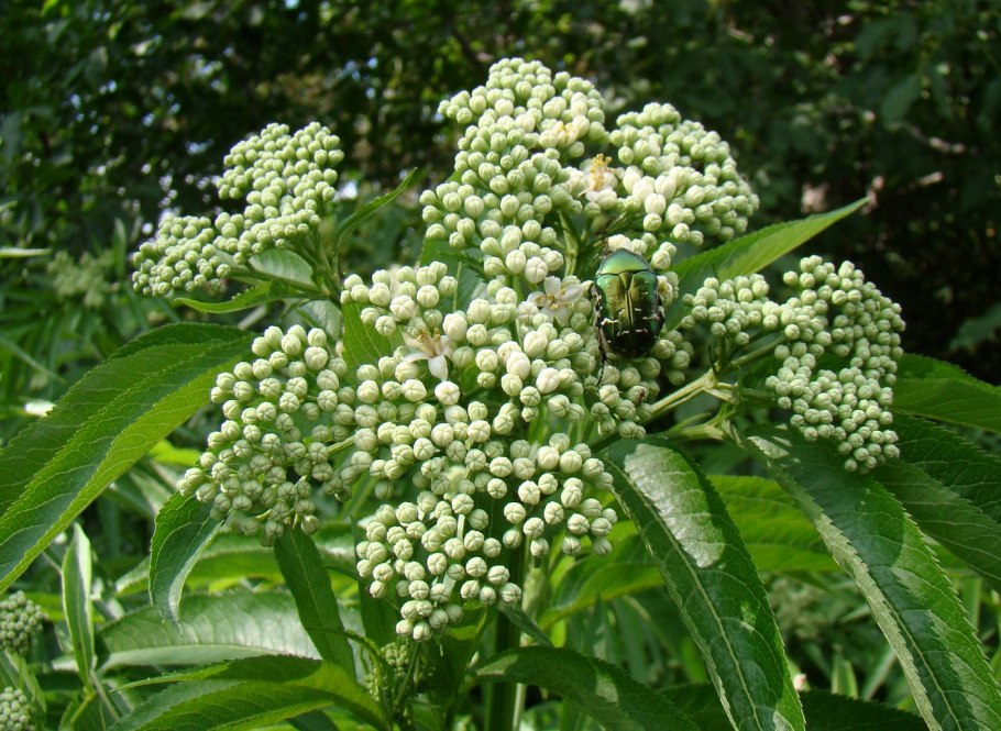 Sambucus nigra