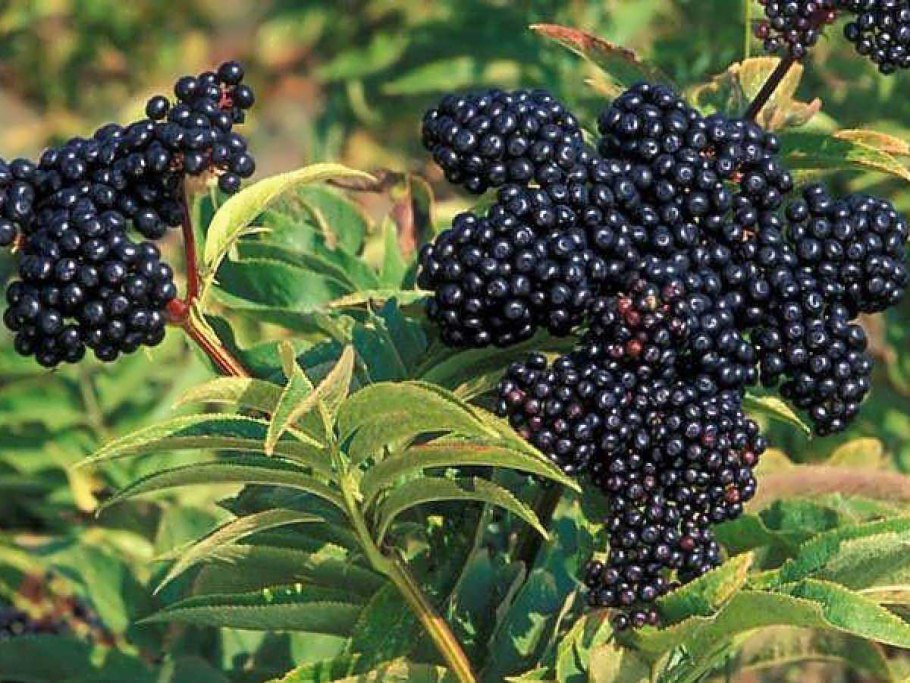 Бузина красная Sambucus