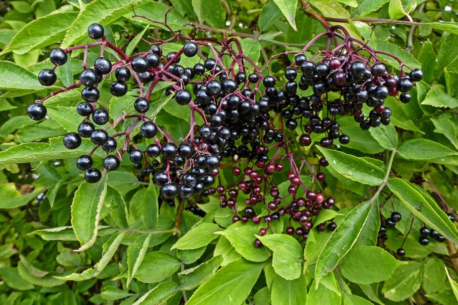 Sambucus ebulus