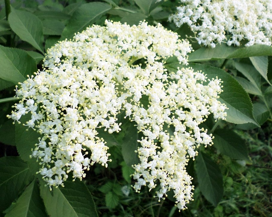 Бузина черная кустарник