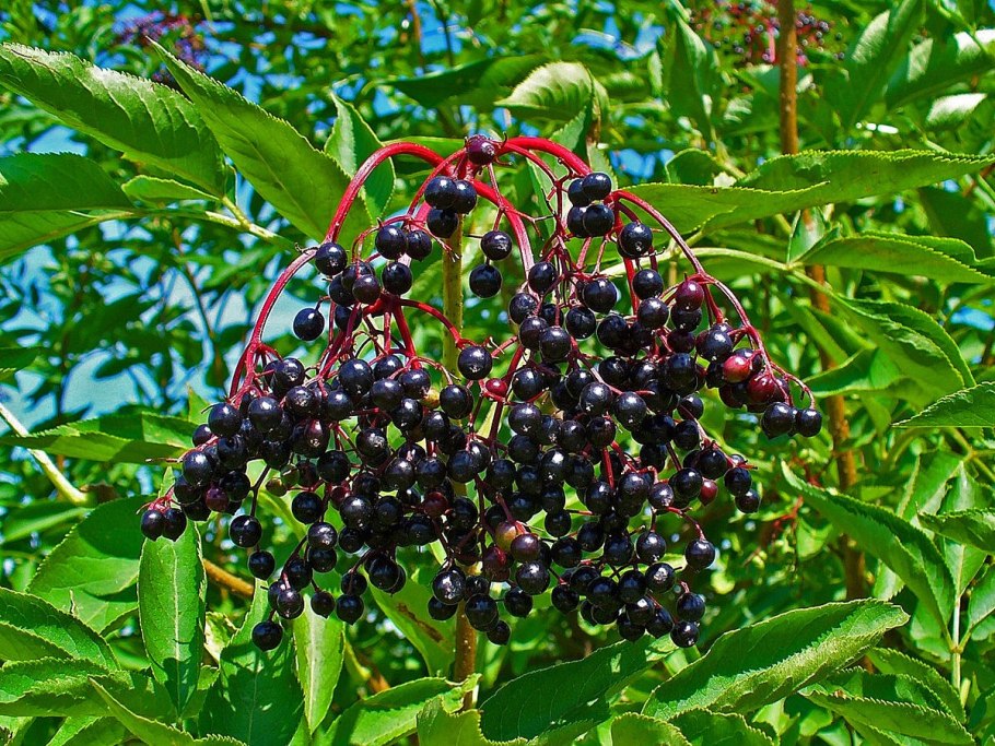 Бузина черная (Sambucus nigra)