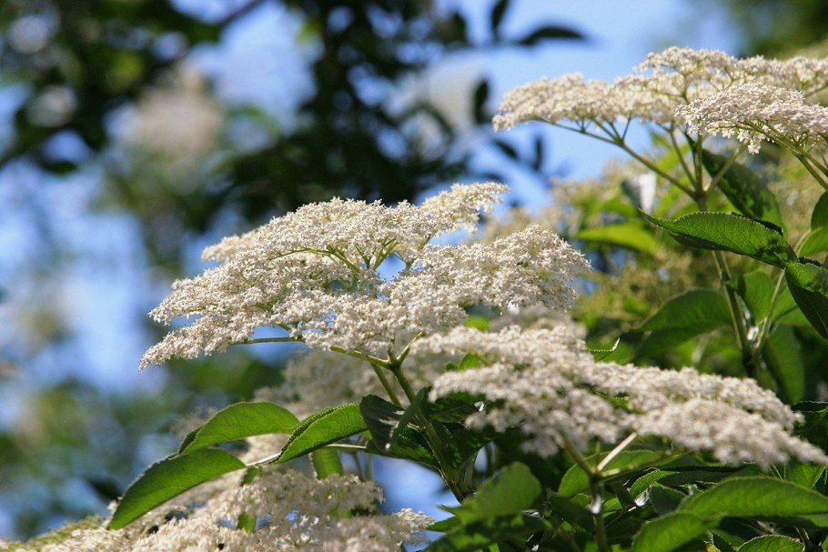 Бузина чёрная (Sambucus nigra l.)