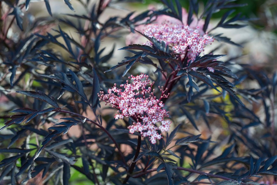 Бузина травянистая Sambucus ebulus l.