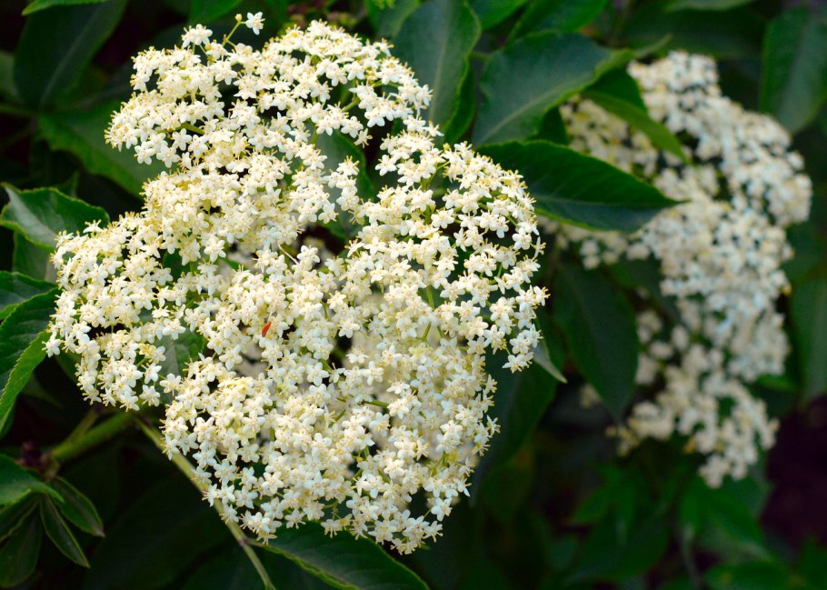 Плейохазий Бузина