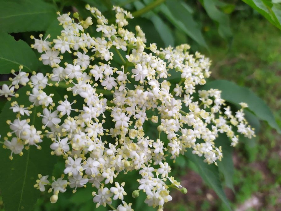 Бузина чёрная съедобная