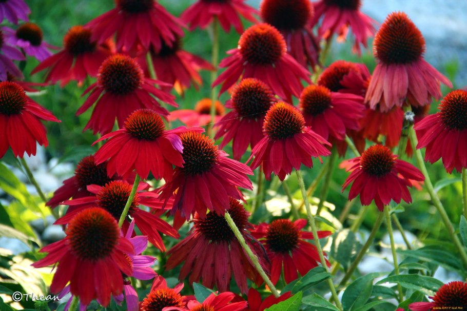 Эхинацея (Echinacea)
