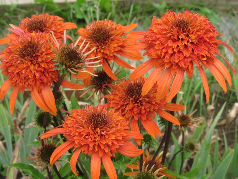 Эхинацея пурпурная мандарин