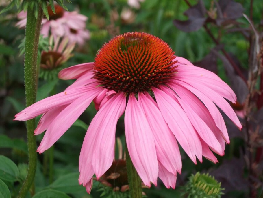 Эхинацея (Echinacea)
