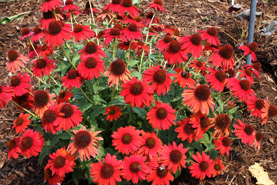 Эхинацея пурпурная красная