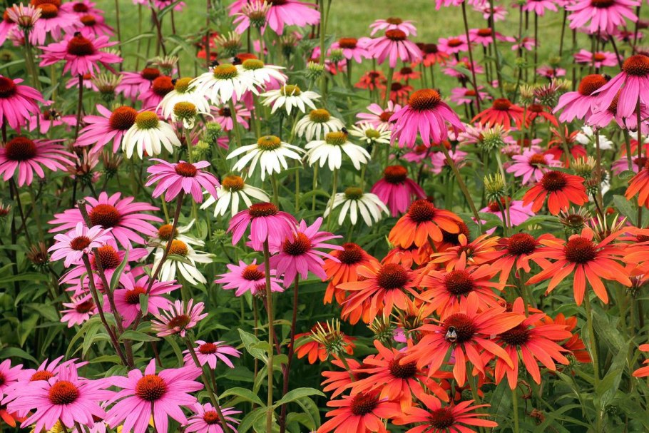 Эхинацея (Echinacea) purpurea