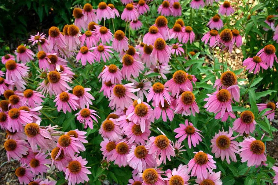 Эхинацея Магнус