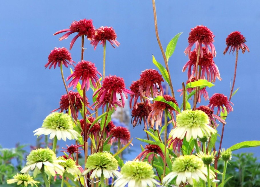 Echinacea purpurea Alaska
