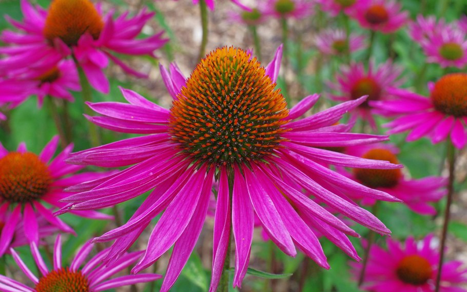 Echinacea purpurea растение