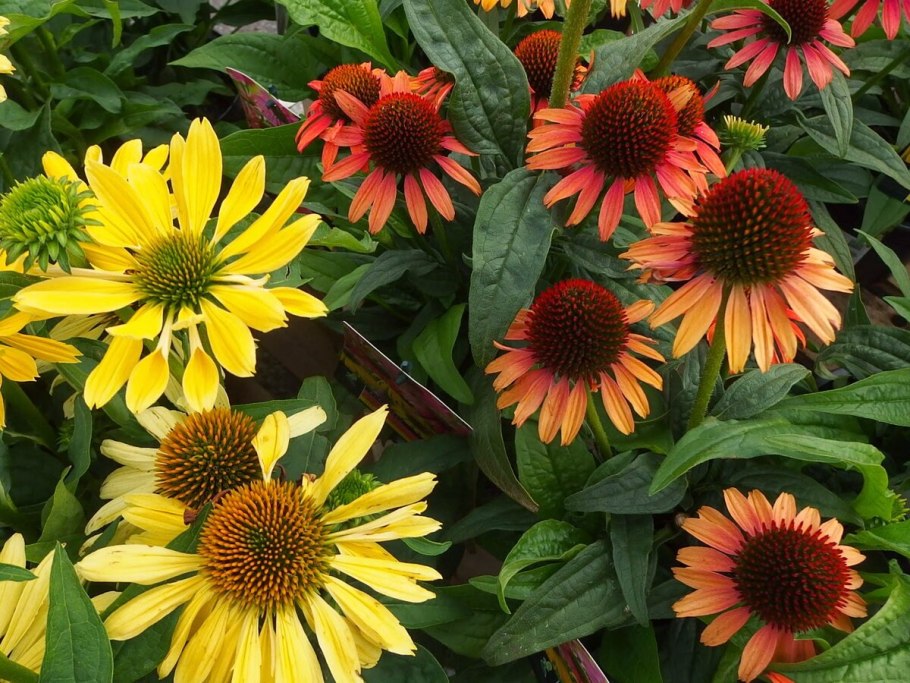 Рудбекия пурпурная