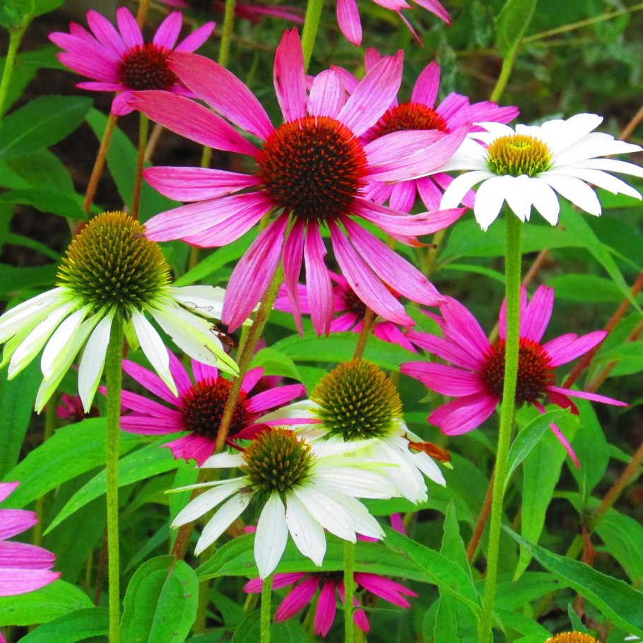 Эхинацея пурпурная Гранатштерн