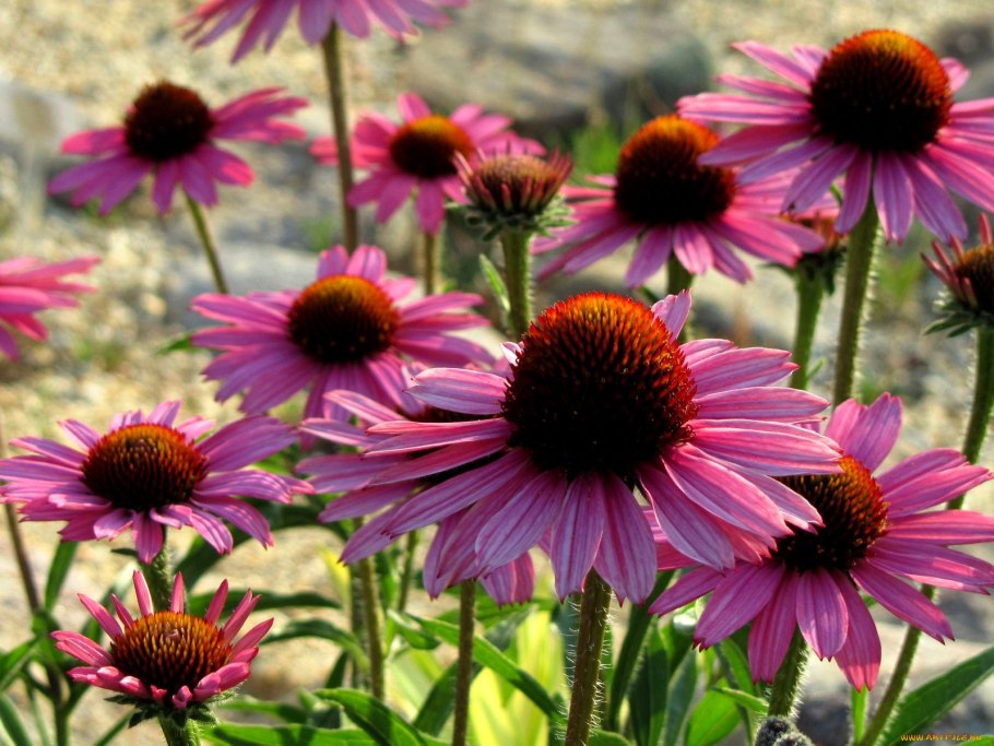 Эхинацея пурпурная цветок