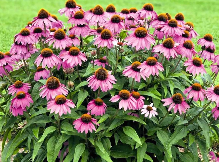 Рудбекия (эхинацея) пурпур