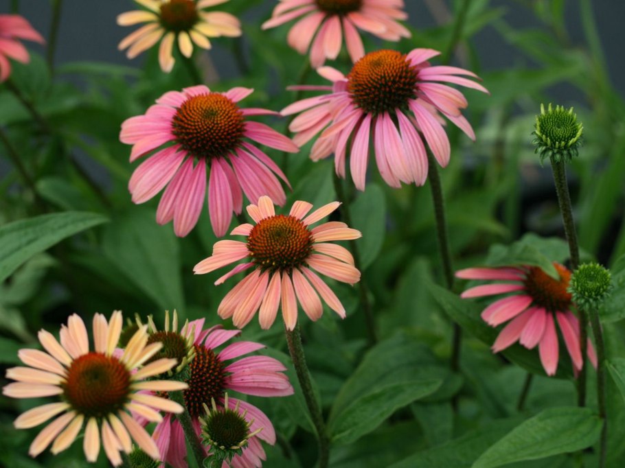 Эхинацея рудбекия пурпурная