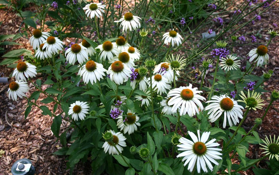 Эхинацея пурпурная Аляска