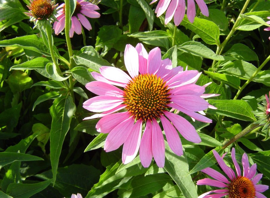 Эхинацея цветок