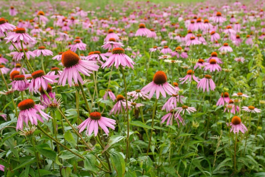 Эхинацея пурпурная