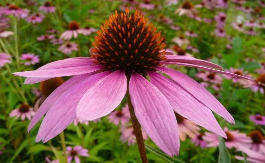 Эхинацея (Echinacea) purpurea