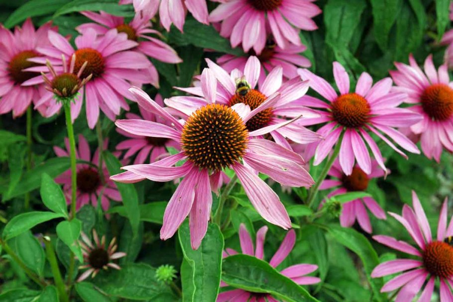 Эхинацея рудбекия пурпурная