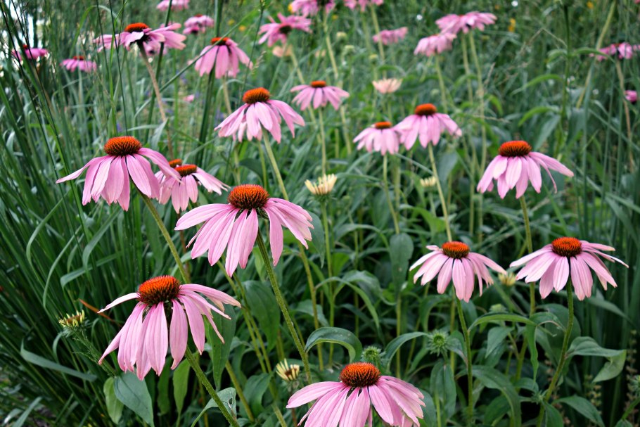 Эхинацея пурпурная "Примадонна Розеа" Echinacea purpurea 'Primadonna rosea'