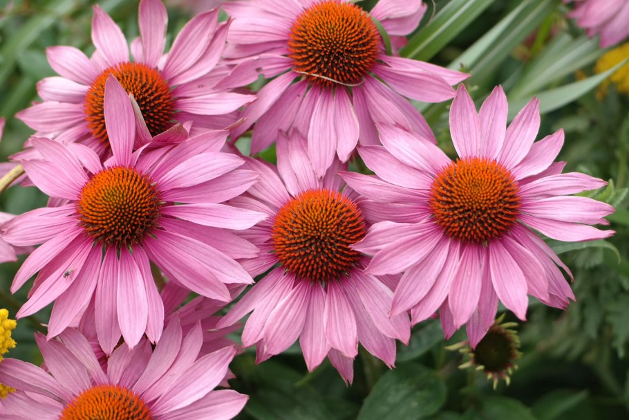 Эхинацея пурпурная (Echinacea purpurea &#96;Magnus&#96;)