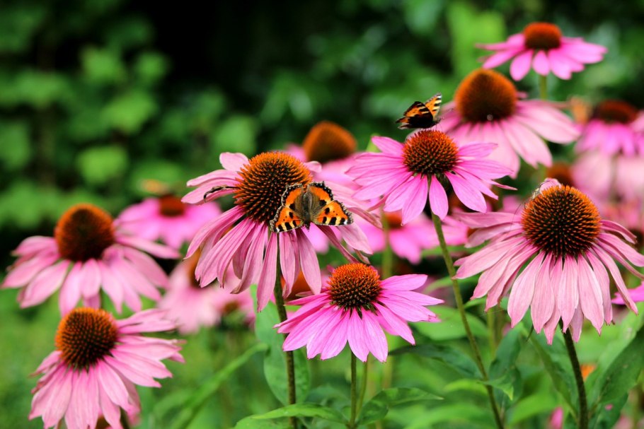 Эхинацея (Echinacea) purpurea