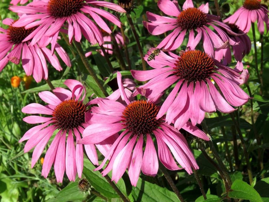 Рудбекия эхинацея