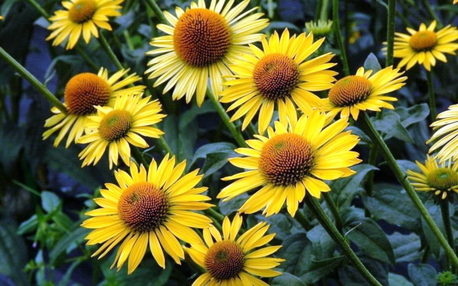 Эхинацея пурпурная