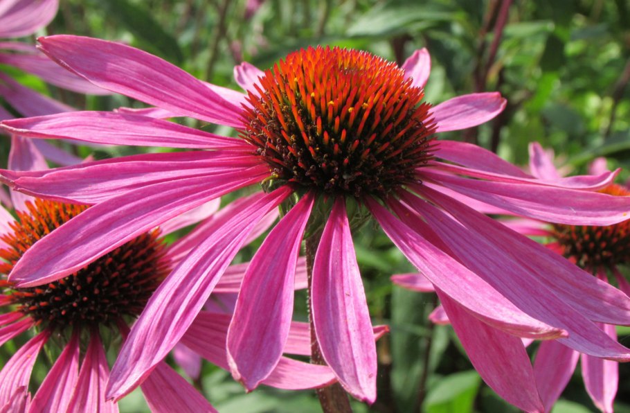 Эхинацея (Echinacea) purpurea
