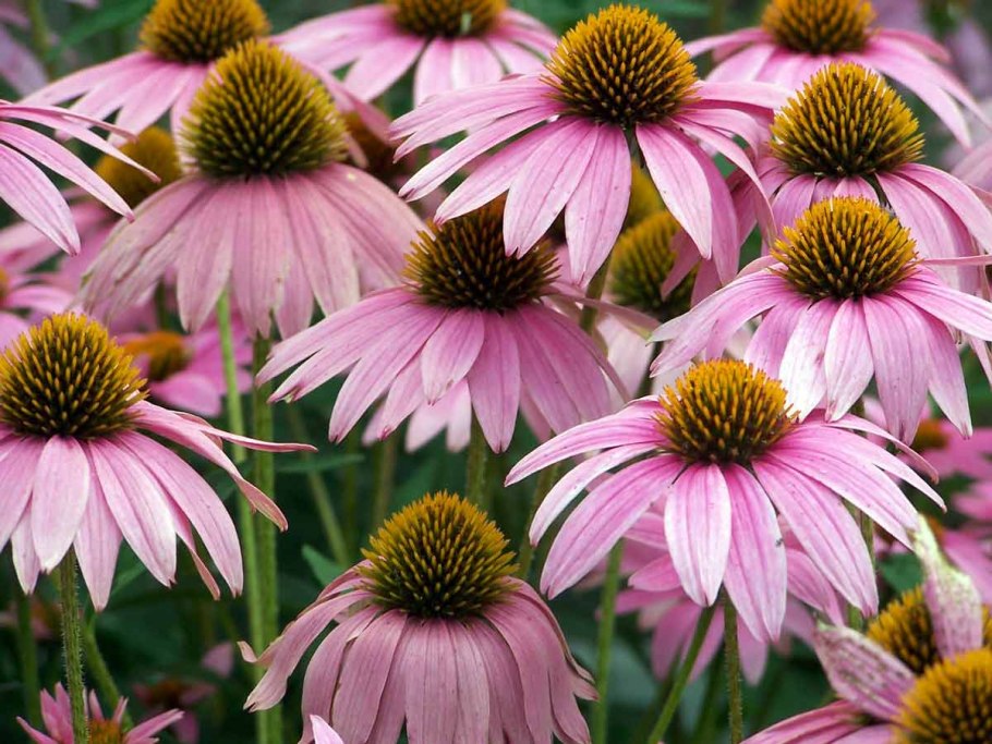 Эхинацея пурпурная (рудбекия пурпурная)